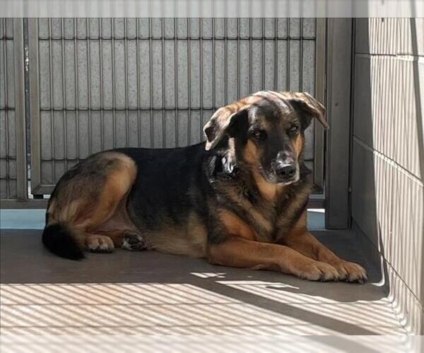 Medium Photo #1 Australian Shepherd-German Shepherd Dog Mix Puppy For Sale in Burbank, CA, USA