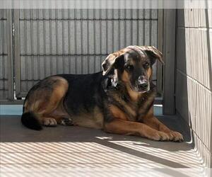 Australian Shepherd-German Shepherd Dog Mix Dogs for adoption in Burbank, CA, USA