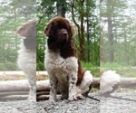 Small Photo #3 Newfoundland Puppy For Sale in SHELTON, WA, USA