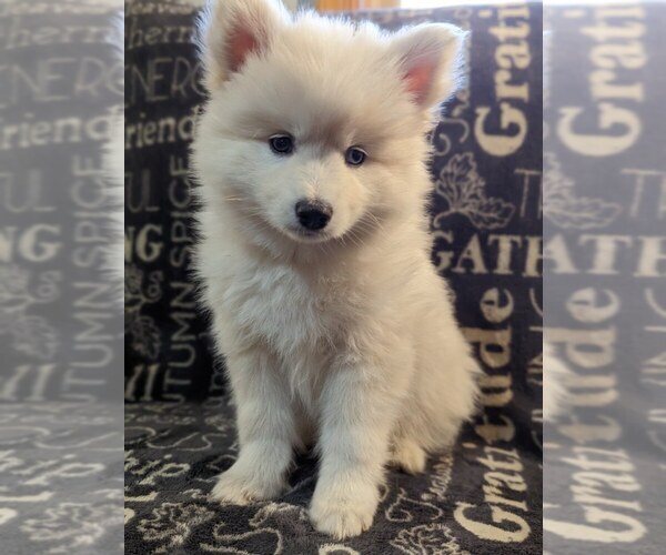 Medium Photo #1 Pomsky Puppy For Sale in SAVOY, MA, USA