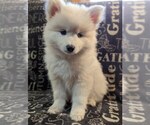 Small Photo #1 Pomsky Puppy For Sale in SAVOY, MA, USA