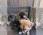 Small Photo #9 Cane Corso-Mastiff Mix Puppy For Sale in NEW CANEY, TX, USA