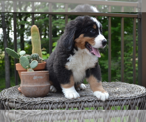 Medium Photo #6 Bernese Mountain Dog Puppy For Sale in GREENWOOD, WI, USA