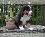 Small #4 Bernese Mountain Dog