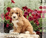 Small #3 Goldendoodle (Miniature)