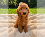 Small #19 Goldendoodle mix (+ Poodle Miniature)