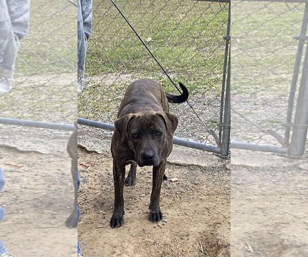 Medium Photo #1 Plott Hound-Unknown Mix Puppy For Sale in Redfield, AR, USA