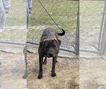 Small Plott Hound Mix