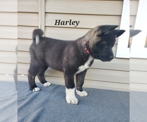 Akita Puppy for Sale in FRESNO, Ohio USA