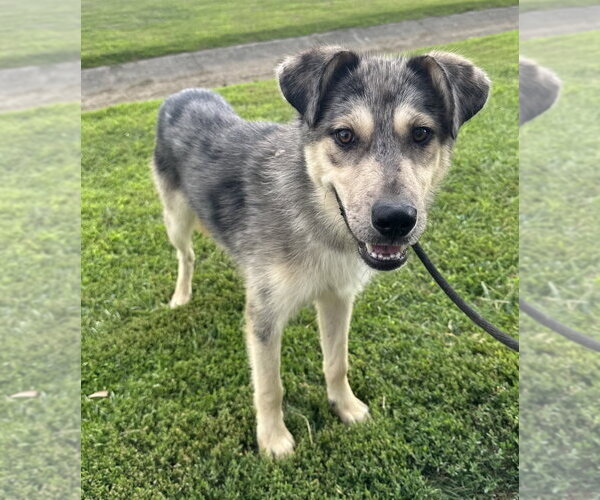 Medium Photo #2 Siberian Husky-Unknown Mix Puppy For Sale in Evansville, IN, USA
