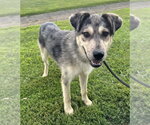 Small #1 Siberian Husky Mix