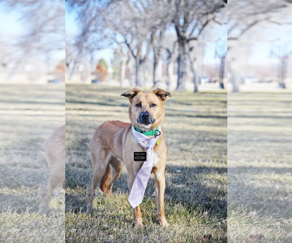 Medium Photo #7 Mutt Puppy For Sale in Sandy, UT, USA