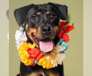 Rottweiler Dogs for adoption in Hillsboro, NH, USA