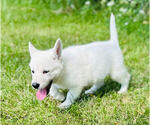 Small #3 German Shepherd Dog