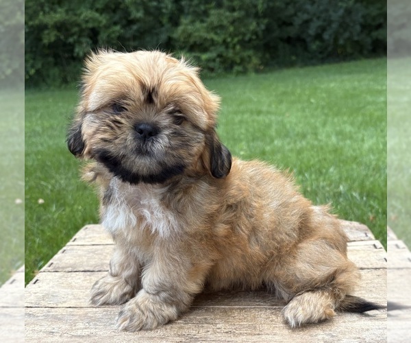 Medium Photo #3 Shih Tzu Puppy For Sale in MIDDLEBURY, IN, USA