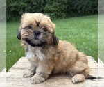 Small #2 Shih Tzu