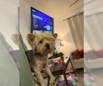 Small #1 Yorkshire Terrier
