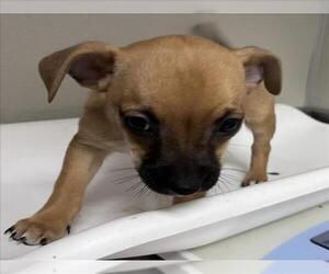 Chihuahua-Unknown Mix Dogs for adoption in Tracy, CA, USA