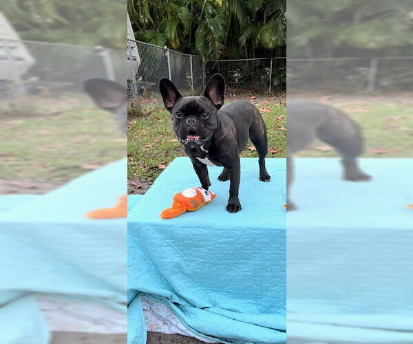 Medium Photo #15 French Bulldog Puppy For Sale in Weston, FL, USA