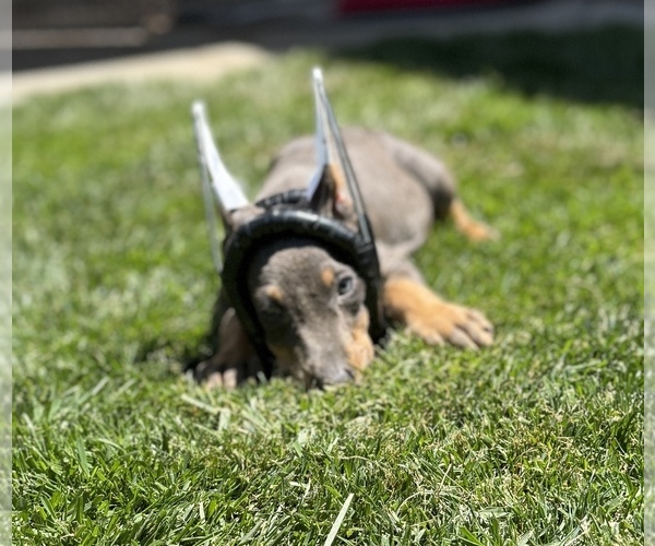 Medium Photo #6 Doberman Pinscher Puppy For Sale in CERES, CA, USA