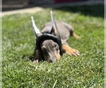 Small #5 Doberman Pinscher
