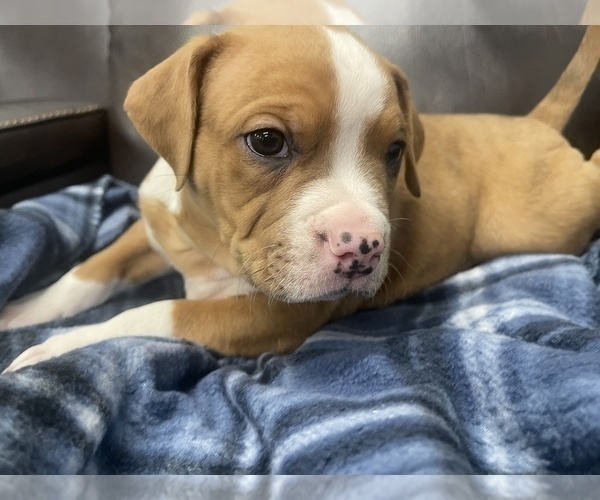 Medium Photo #33 American Bully Puppy For Sale in REESEVILLE, WI, USA