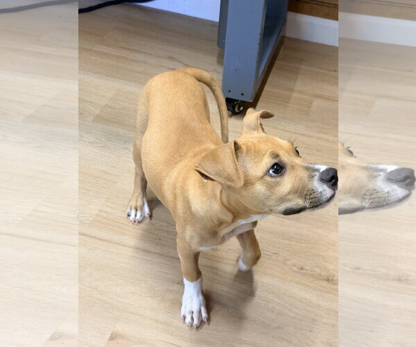 Medium Photo #2 Boxer-Unknown Mix Puppy For Sale in Raleigh, NC, USA