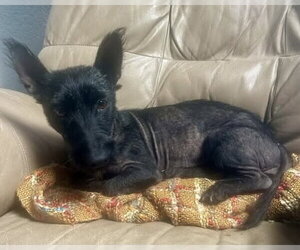 Luna - Female Mutt Dog for Adoption - Photo #2