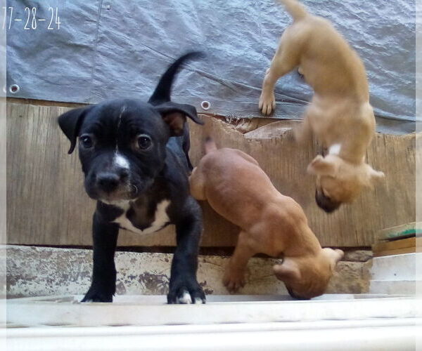 Medium Photo #12 Bulldog-Unknown Mix Puppy For Sale in Apple Valley, CA, USA