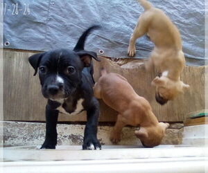 Gamora-in a foster home - Female Boxer-Unknown Mix Dog for Adoption - Photo #12