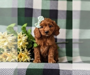Cock-A-Poo Puppy for sale in KIRKWOOD, PA, USA