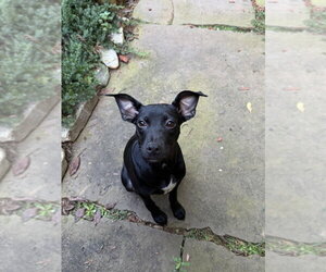 Daisy - Female Labrador Retriever-Unknown Mix Dog for Adoption - Photo #2