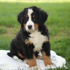 Bernese Mountain Dog Puppy for sale in GAP, PA, USA