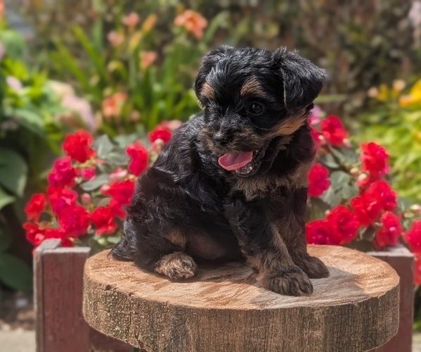 Medium Photo #32 Yorkipoo Puppy For Sale in GOSHEN, IN, USA