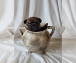 Small Photo #4 French Bulldog Puppy For Sale in BILOXI, MS, USA
