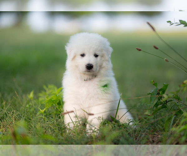 Medium Photo #11 Maremma Sheepdog Puppy For Sale in CONWAY, MO, USA