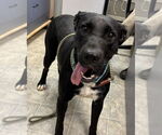 Small Labrador Retriever Mix