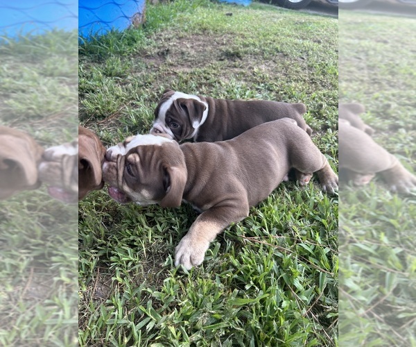 Medium Photo #19 Olde English Bulldogge Puppy For Sale in ADAMSVILLE, AL, USA