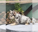 Small #17 French Bulldog