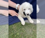 Small Photo #6 English Setter-Goldendoodle Mix Puppy For Sale in PELZER, SC, USA