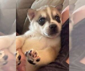 Medium Siberian Husky