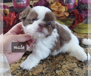 Shih Tzu Puppy for sale in JOHNSTON, RI, USA