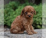 Small Photo #3 Poodle (Miniature) Puppy For Sale in MILLERSTOWN, PA, USA