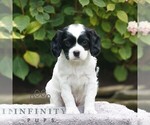 Small #2 Cavapoo