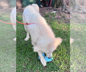 Finn - Male Great Pyrenees Dog for Adoption - Photo #5