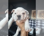 Small #16 Bulldog