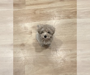 Medium Poo-Ton (Miniature)