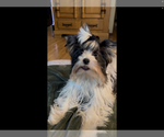 Small Photo #1 Biewer Terrier Puppy For Sale in EUREKA, MT, USA