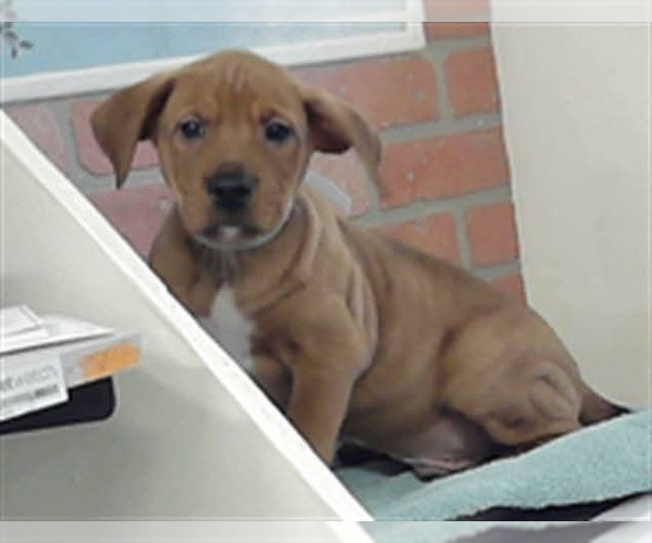 Medium Photo #2 Labrottie Puppy For Sale in Lakewood, CO, USA