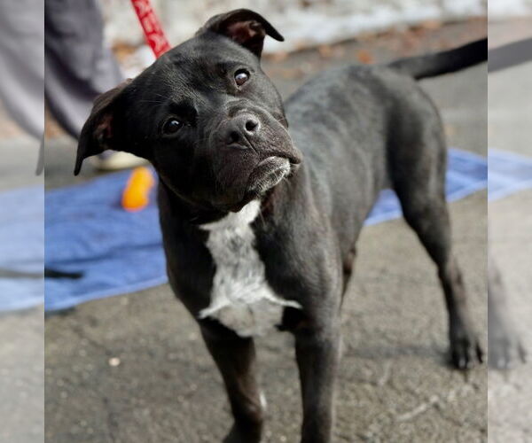 Medium Photo #6 Labrador Retriever-Unknown Mix Puppy For Sale in Canton, CT, USA